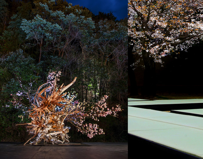 華道家 辻雄貴による、桜のインスタレーションと 春の庭を愉しむ「花見席」を空間演出。