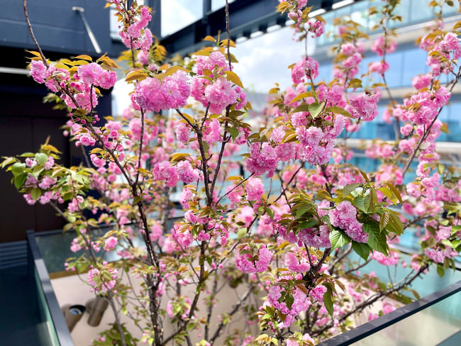 昼の八重桜