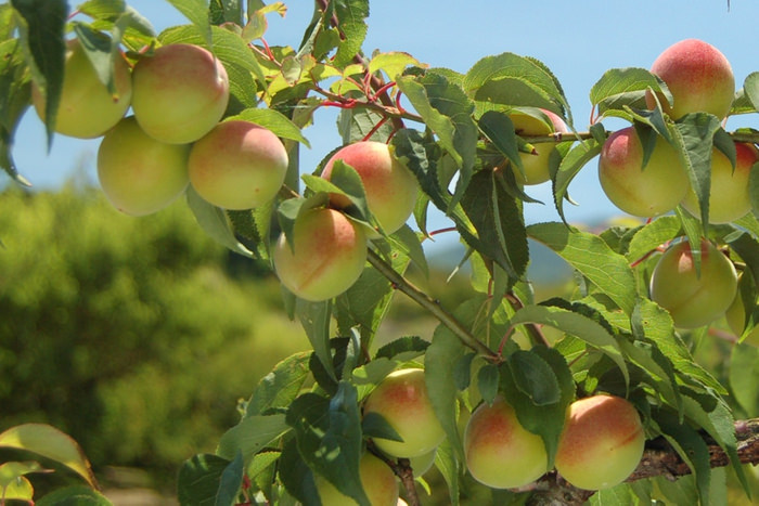 【W大阪】3月16日開業のラグジュアリー・ライフスタイルホテルW大阪  開放感あふれるテラス席で、アフタヌーンティーの提供をスタート
