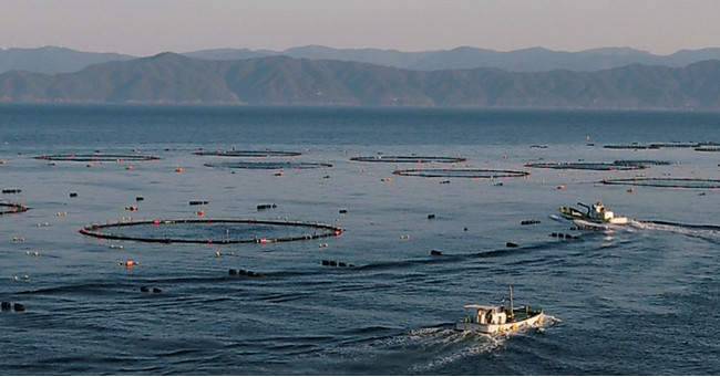 マグロが育つ環境に適した高知県大月町の宿毛湾