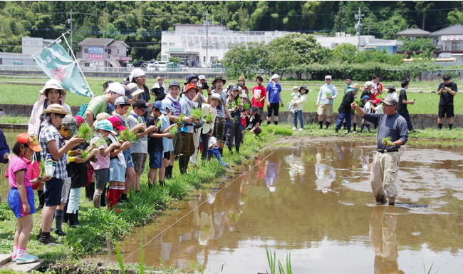 はちぷろ田植え　市民参加型イベント　