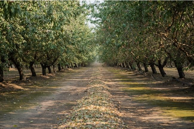 堆肥を使用した独自農法にて栽培したイチゴと落花生のバウムクーヘンがモンドセレクション2021をそれぞれ受賞！