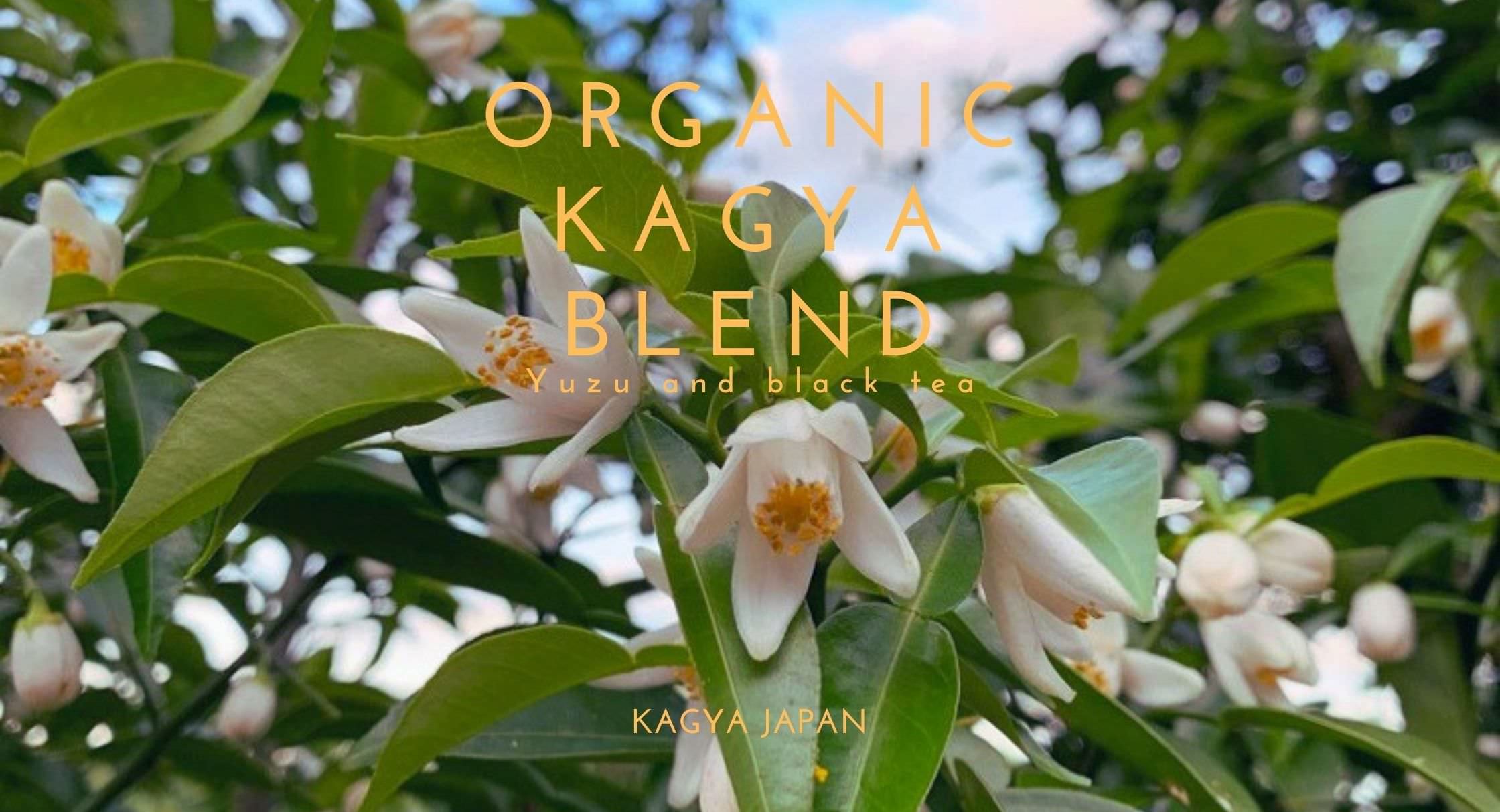 柚子のエッセンシャルオイルブランド『KAGYA JAPAN』が
有機柚子と有機紅茶のブレンドティー
『オーガニック・カグヤブレンド』を6月1日より発売