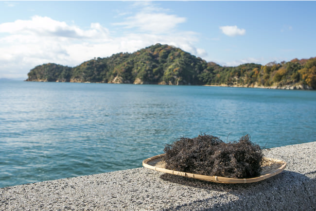 愛媛県産海藻「ホンダワラ」
