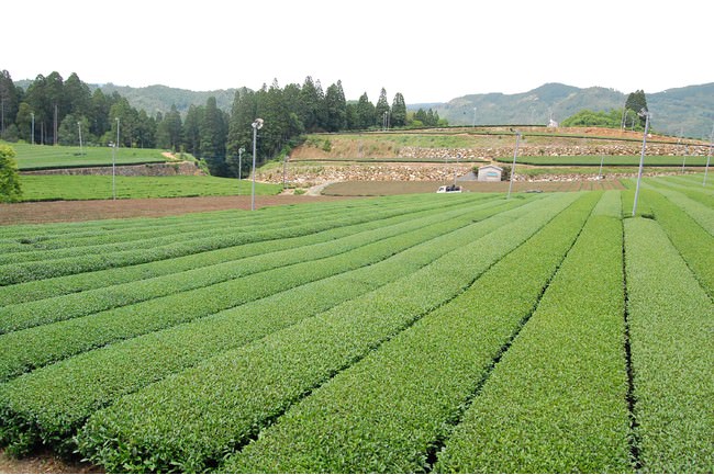 (株)星野製茶園の茶畑