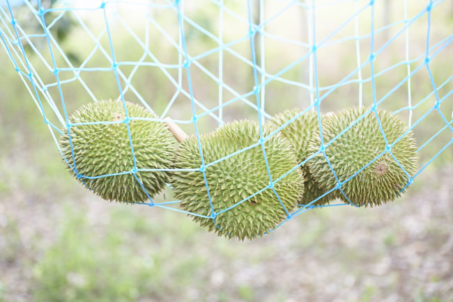 マレーシア産のドリアンは完熟後、自然に落果し、地表付近のネットで受け止めます。