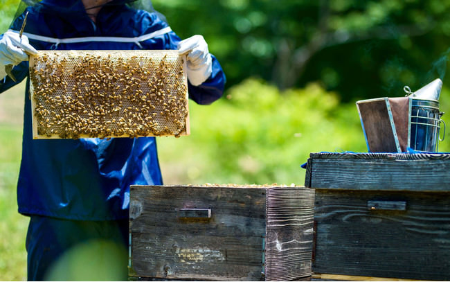「 meadol 」国産蜂蜜へのこだわり