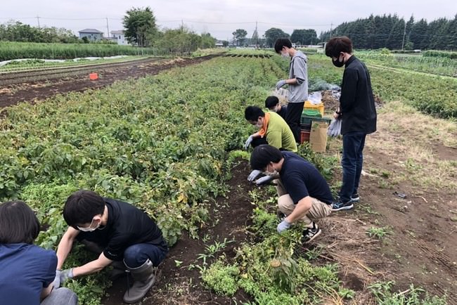 カラフル野菜の小山農園でのジャガイモ収穫時の様子（2021年6月、調理・サービススタッフで訪問）