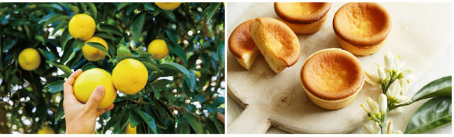 伊豆特産ニューサマーオレンジと、ニューサマーオレンジと国産蜂蜜を使ったお菓子「みかんの花咲く丘 ベイクドチーズ」