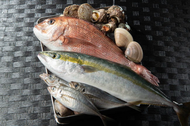相良湾で獲れた新鮮な海鮮魚貝類
