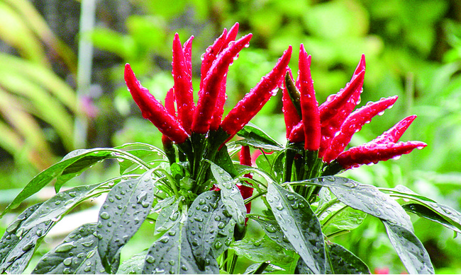 好調な「氷結®」ブランドから、旬を感じる秋限定フレーバー「キリン 氷結®　国産りんご（期間限定）」新発売！