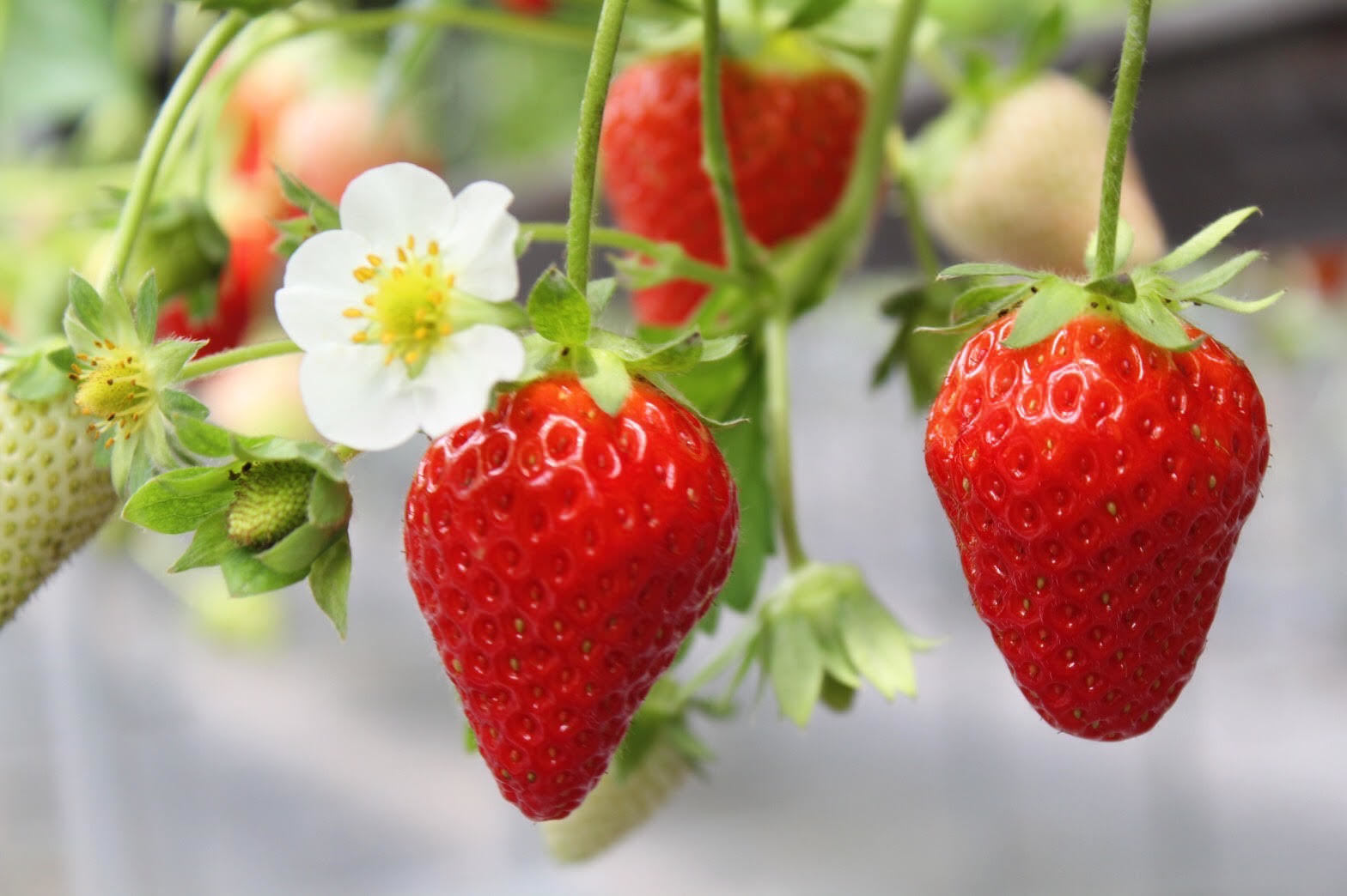 国際品評会で6年連続69賞受賞の、チョコレート専門店Minimalの板チョコレート定番6種が10月より全面リニューアル。シングルオリジンのホワイトチョコレートを11月より発売。