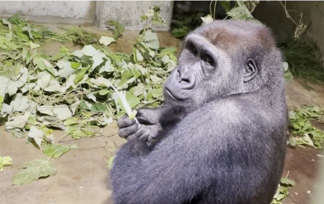阪急交通社 鹿児島県 長島大陸支店5周年記念
長島町の魅力をたっぷり味わうオンラインツアー
10月29日、11月5日開催