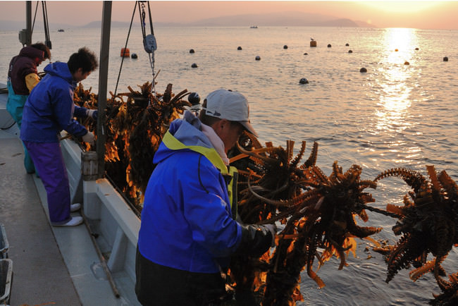 鳴門：わかめの収穫の風景