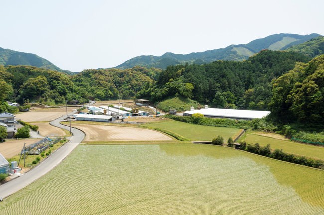 自然豊かな環境で四万十鶏を育てています。