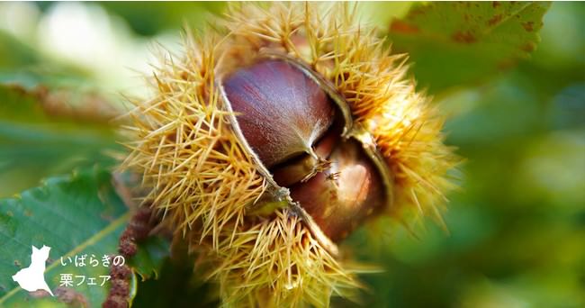 コカ・コーラ ボトラーズジャパン、性的マイノリティに関する取り組みを評価する「PRIDE指標2021」で「ゴールド」を獲得