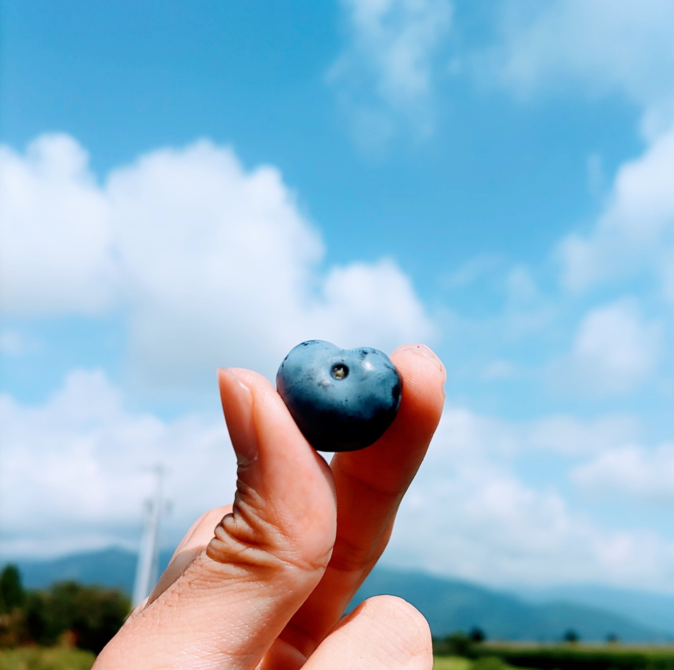 マスク生活でニンニクの消費量が激増　
どんな料理にもニンニクを使うジョージア(旧ソ連)料理教室が人気