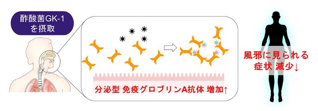 イメージ図：酢酸菌GK-1の摂取で分泌型IgAの増加と風邪に見られる諸症状が減少