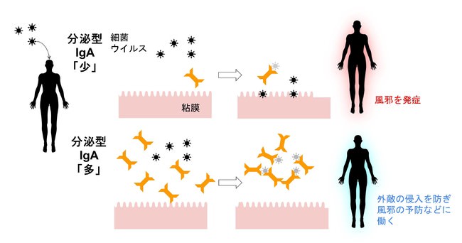 図1：分泌型IgAによる生体防御の概念図