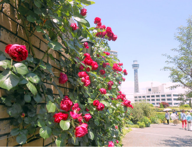 横浜市アメリカ山公園　屋上園地