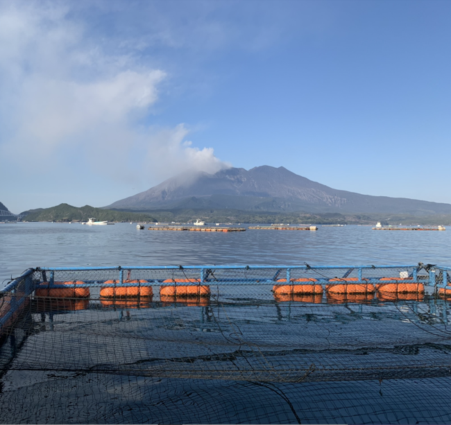 桜島を望むいけすと錦江湾