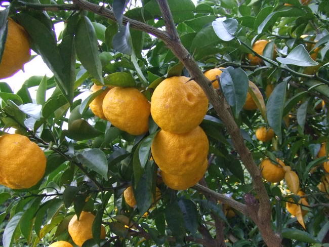 中国の火鍋を江戸流にアレンジ。薬膳や野菜、肉や魚介たっぷりの滋養火鍋を提供する「江戸火鍋」がグランドオープン