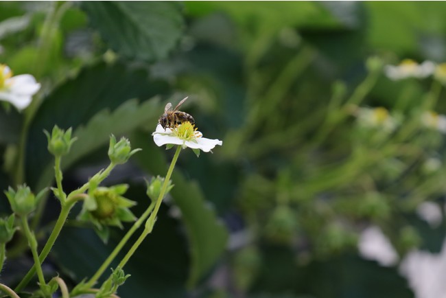 ハウス内では、蜜を求めてハチが花々の間を飛び回る。