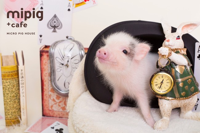 マイクロブタさんと不思議の国