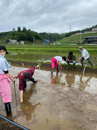 ↑福島大学の学生による田植え