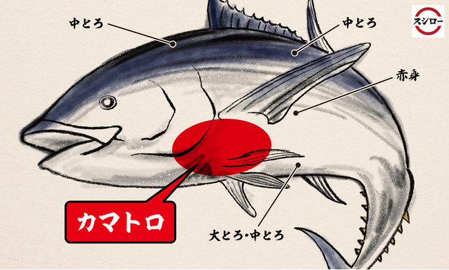 本まぐろ　部位イメージ