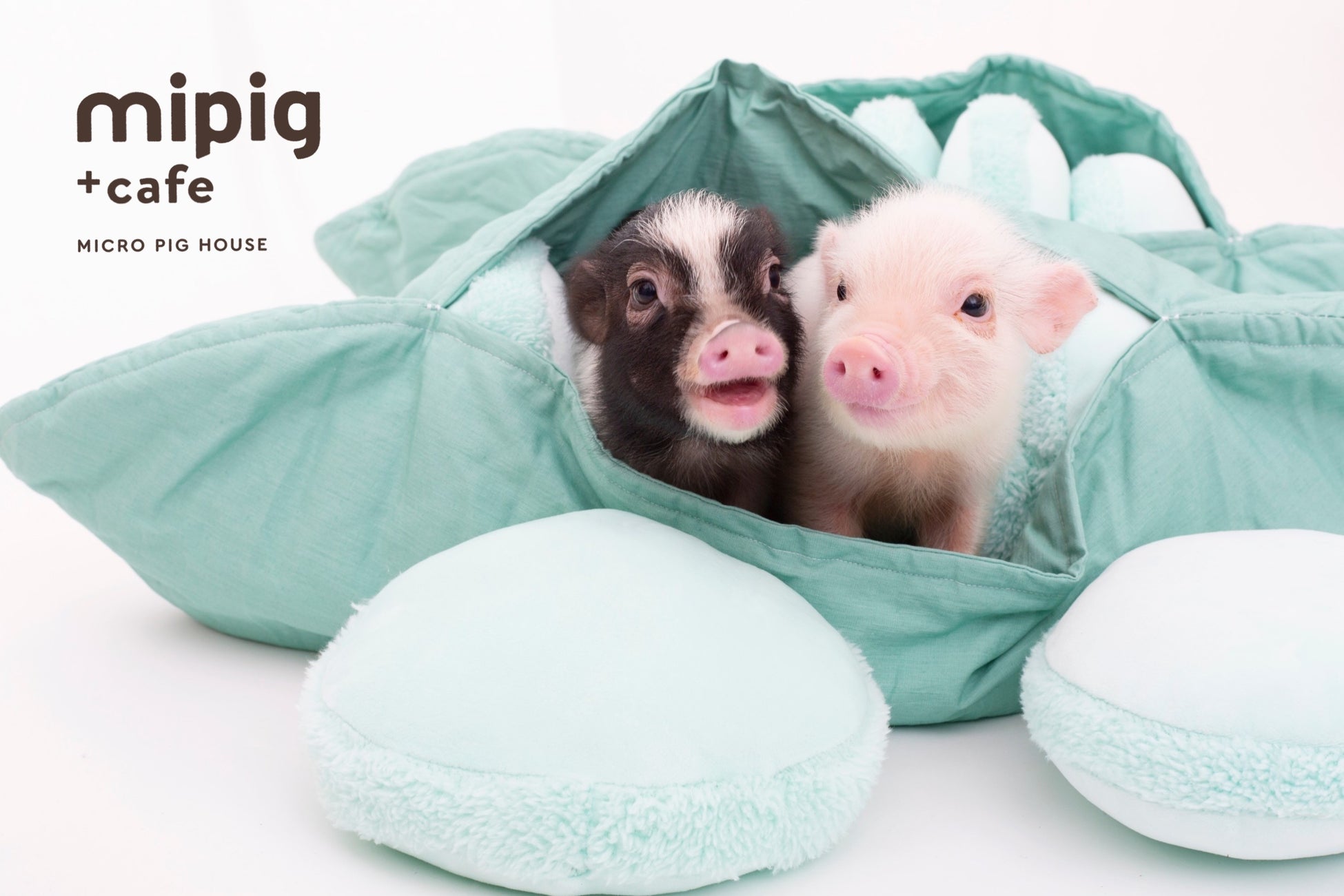 餃子と〆の店「Nood e」、2022年3月26日(土)より期間限定でネクタイブランド「giraffe」とのコラボイベント『喫茶ジラフ』を開催。