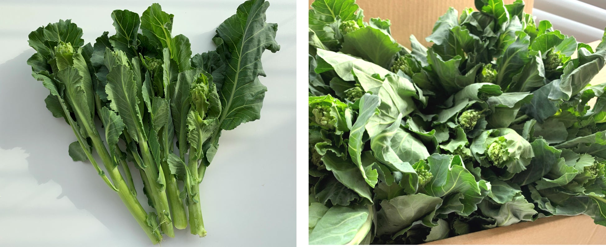 広尾のオーガニックお粥バル「FabuDine.」で4月5日から
「ゴロゴロお豆 グリーンピースのお粥」を期間・数量限定販売！