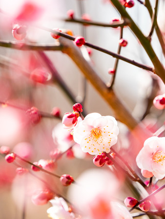 【武蔵野美術大学】大日本印刷、マルトモと産学連携でかつお節のパッケージデザインを開発し商品化