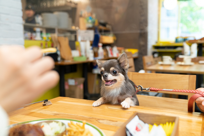 【期間限定】今年の母の日は、咲耶の「ご当地体験グルメキット」を贈りませんか?2022年4月22日(金)から特製カード付きキットを販売開始!