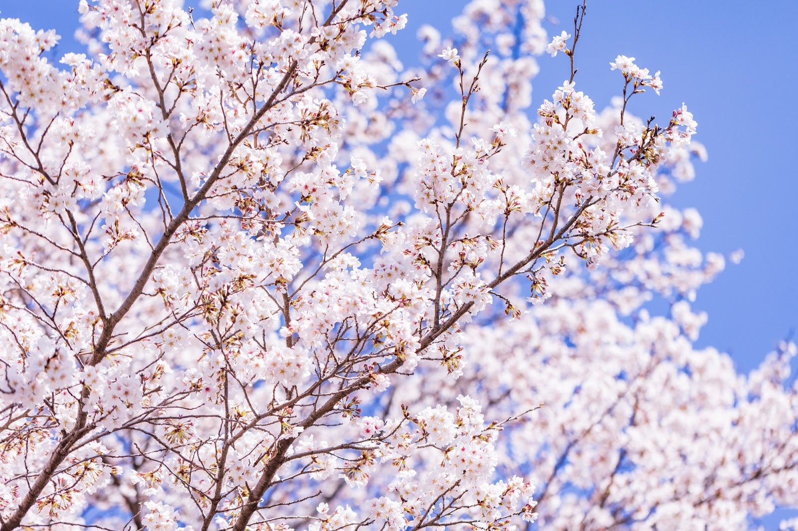 「まん延防止」解除以降、飲食店への電話が160%に増加 AI電話予約応対サービス「AIレセプション」対応件数20万件突破