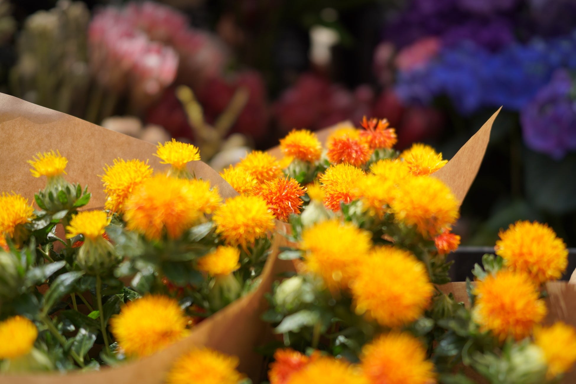 ~「カルビ大将」・「味のがんこ炎」~牛も豚もギュウっと熟成!“熟成肉フェア”スタート