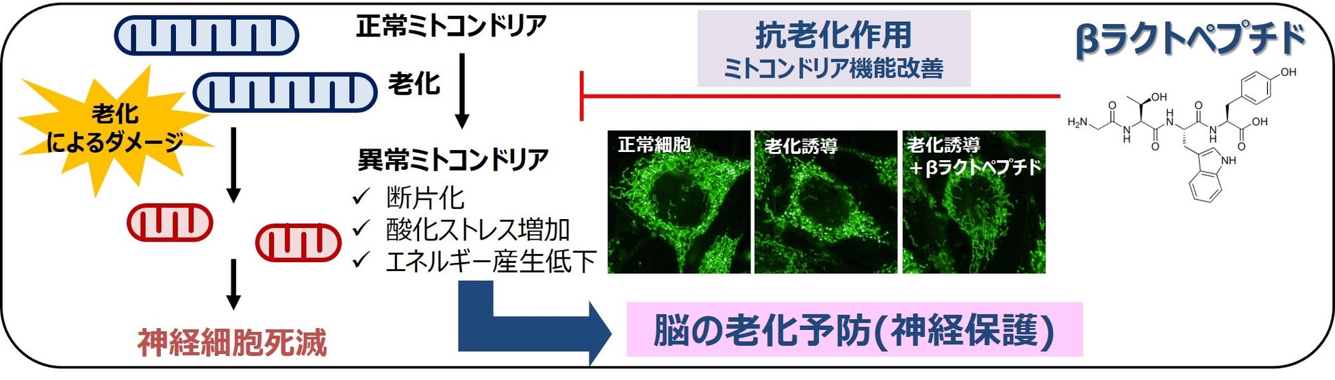 超スーパーな奇跡の相互コラボが実現！エースコック「スーパーカップ」×ベビースター