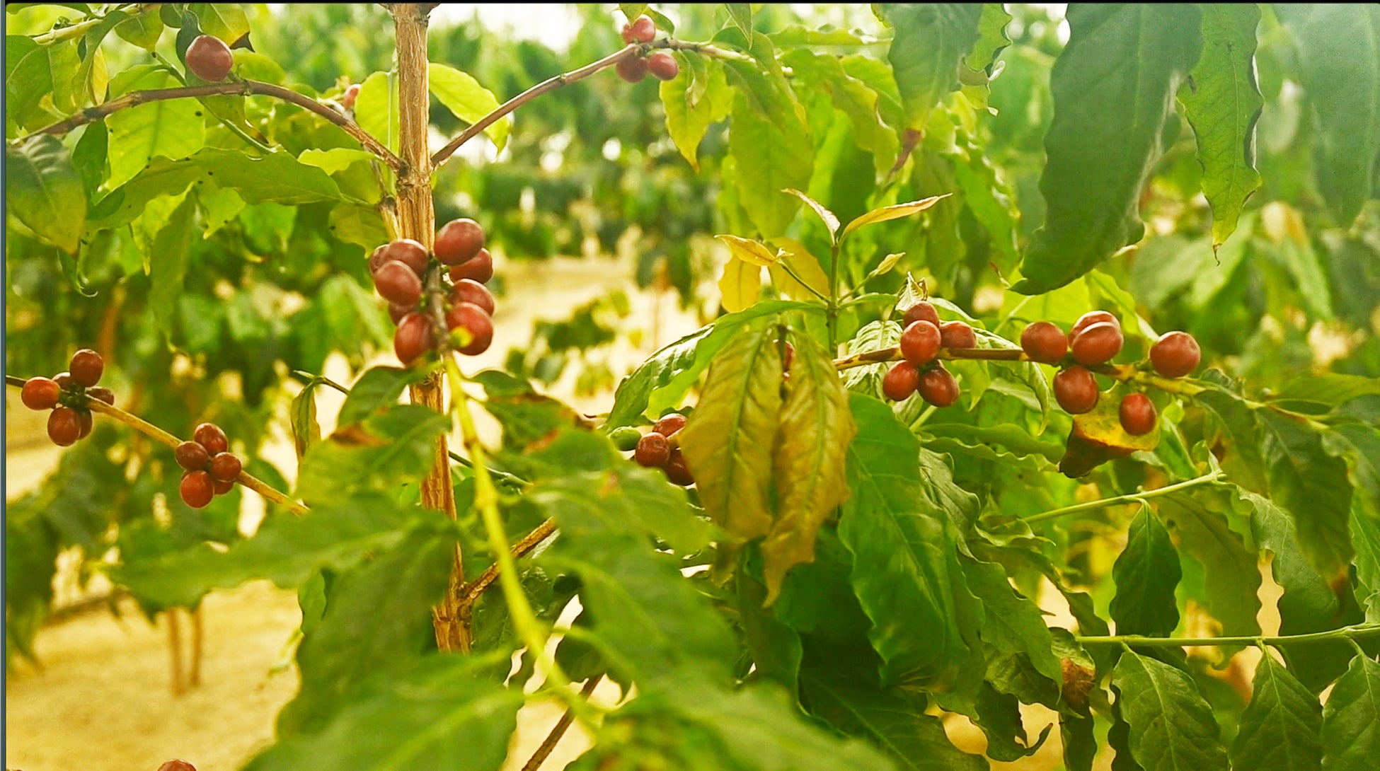 【期間限定:5/20まで】ミツバチさんからのおすそ分け 人気蜂蜜ボトル  特別割引キャンペーン！ご購入の方先着でECOお花鉢キットプレゼントも