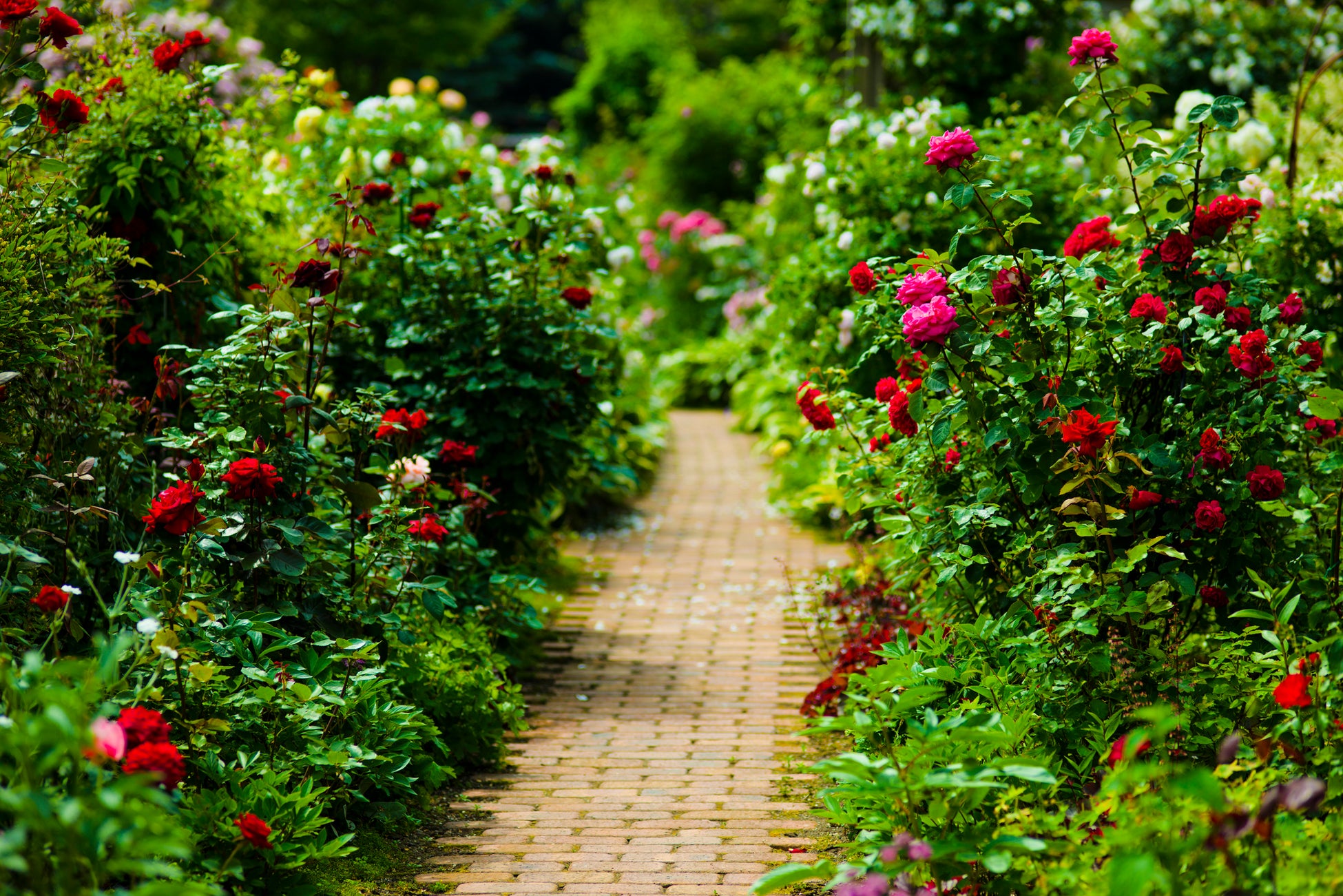 バリューデザイン、道頓堀 今井にて、独自Pay『今井倶楽部カード』の提供を開始