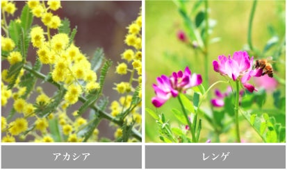 【新発売】国産蜂蜜酒メーカーhoneyboy&co.は「meadol」の新フレーバー「アカシアの花」「レンゲの花」を7月1日より販売を開始致します。