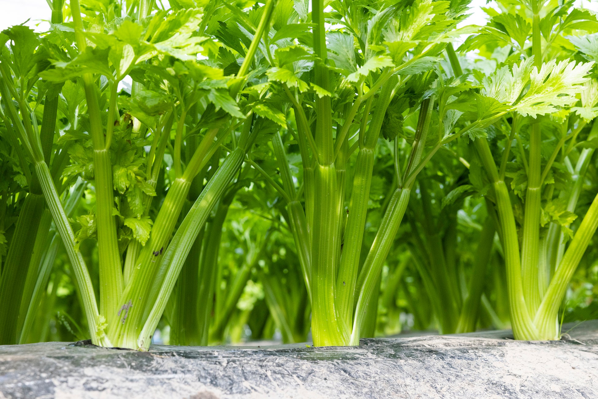 【らでぃっしゅぼーや】セロリの芯と幼葉の味わいを様々な料理で楽しめる「ふぞろいセロリの野菜だし」を販売開始（6/6〜）