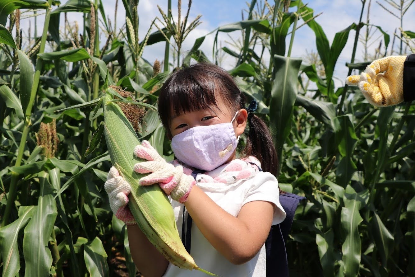 7月23日(土)昭和村でとうもろこし収穫体験