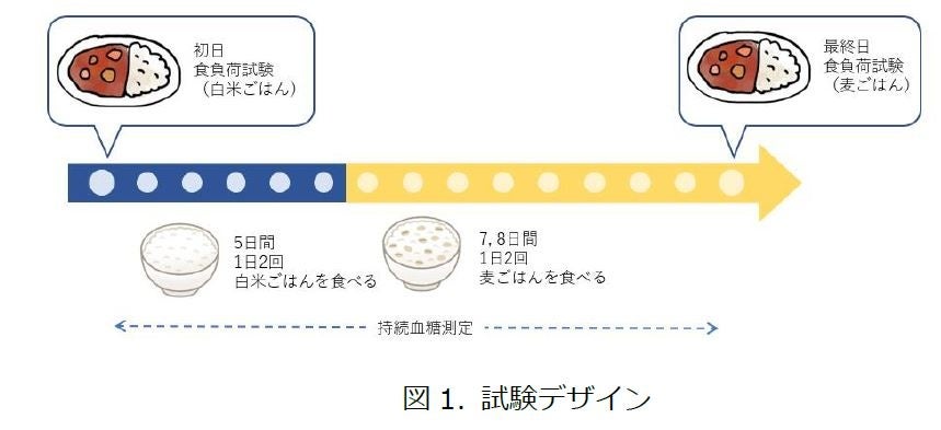 大麦は２型糖尿病患者の血糖値上昇を抑制することを確認