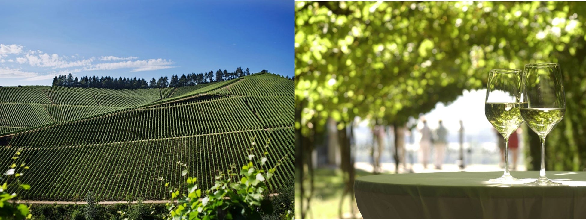 【テンザホテル・仙台ステーション】のイタリアンレストラン「TrattoriaW」。宮城・塩釜の老舗酒蔵が醸した浦霞No.12とのペアリングディナーをご提供