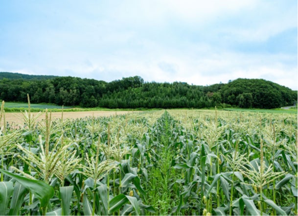 「クラシル」とキリンビバレッジが開発、九州地方の食材を使用した「キリン 午後の紅茶 おいしい無糖」に合うお弁当レシピを公開