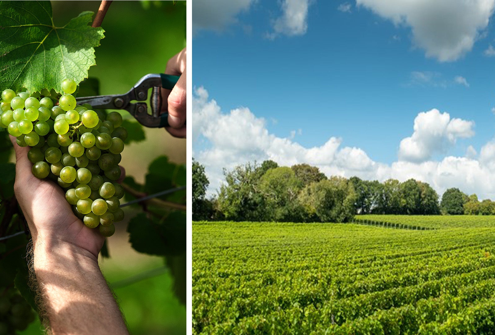 英国最高峰スパークリングワイン〈ナイティンバー〉今年、英国における過去最高のブドウ収穫量の予定