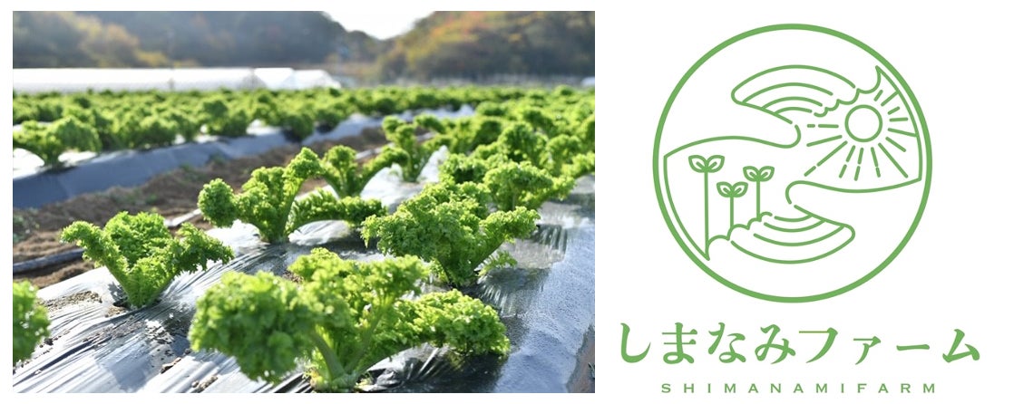 【冬季限り】因島のオリジナル葉物野菜「しまなみリーフ」が今年も11月1日より販売開始！