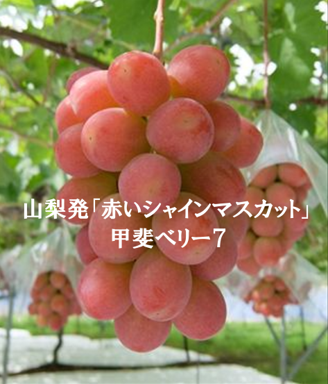 ビットコインでコーヒー産地と消費者をつなぐこれまでにないオンラインプラットフォームへ