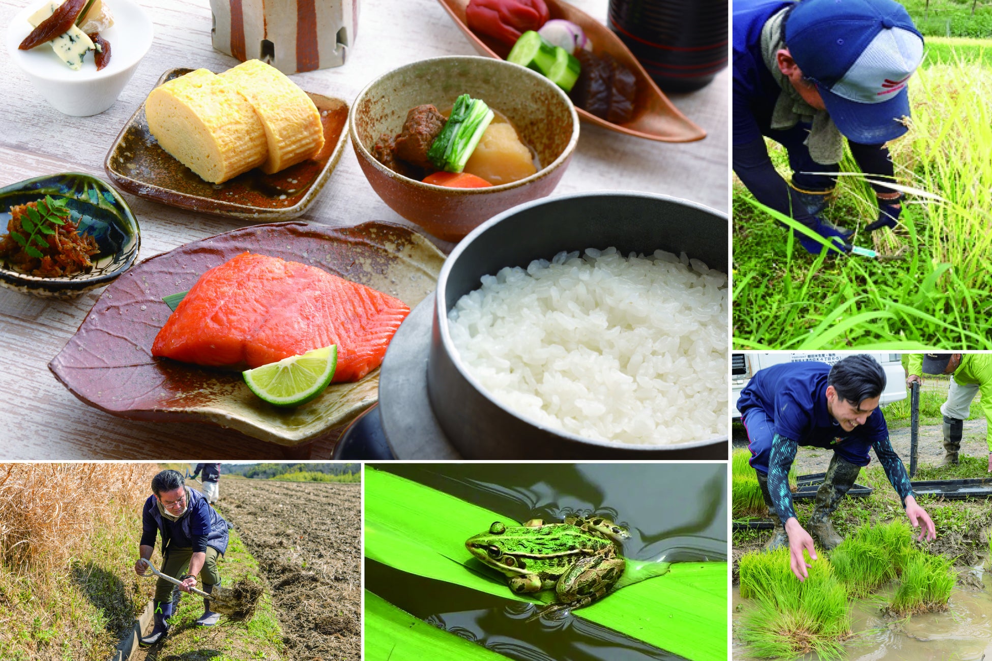 【琵琶湖ホテル】「オーレリアンの丘」で環境農業を学ぶ　スタッフによる米づくり1年目は600ｋｇを収穫　10月7日よりクラブラウンジの朝食にてご提供中