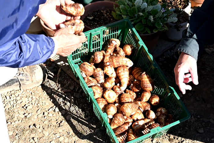 今年も発売！生産量日本一の和歌山県産のはっさくを贅沢に使用した「ぜいたく果実　和歌山はっさく＆ヨーグルト」を発売